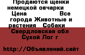 Продаются щенки немецкой овчарки!!! › Цена ­ 6000-8000 - Все города Животные и растения » Собаки   . Свердловская обл.,Сухой Лог г.